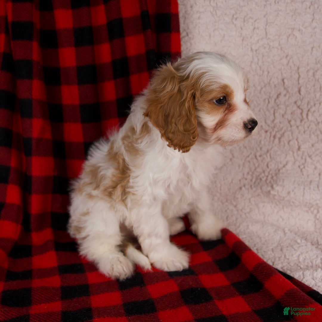 Cavapoo dogs for sale: Nash - Ad 6