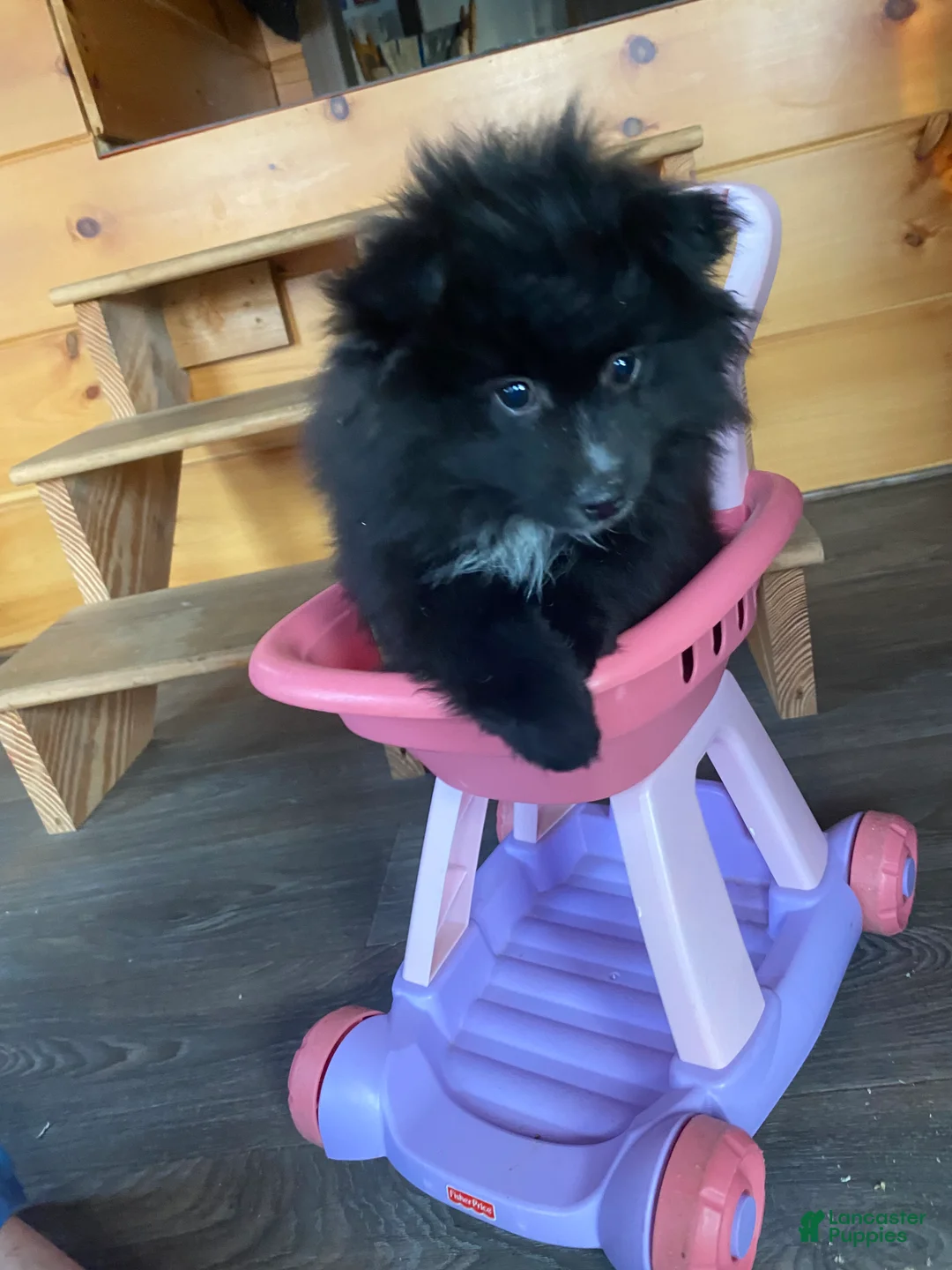 Pomeranian dogs for sale: Pomeranian Puppy 1 - Ad 1