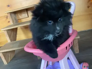 Pomeranian dogs Pomeranian Puppy 1 - Ad 2