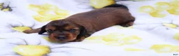 Miniature Dachshund dogs for sale: Milo - Ad 4