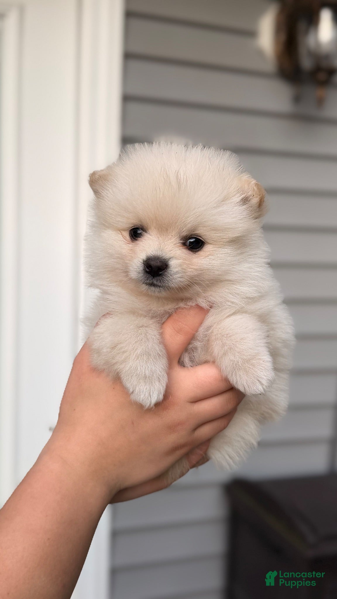 Pomeranian dogs for sale: Pomeranian 4 - Ad 1