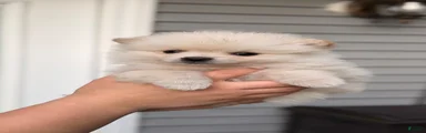 Pomeranian 4