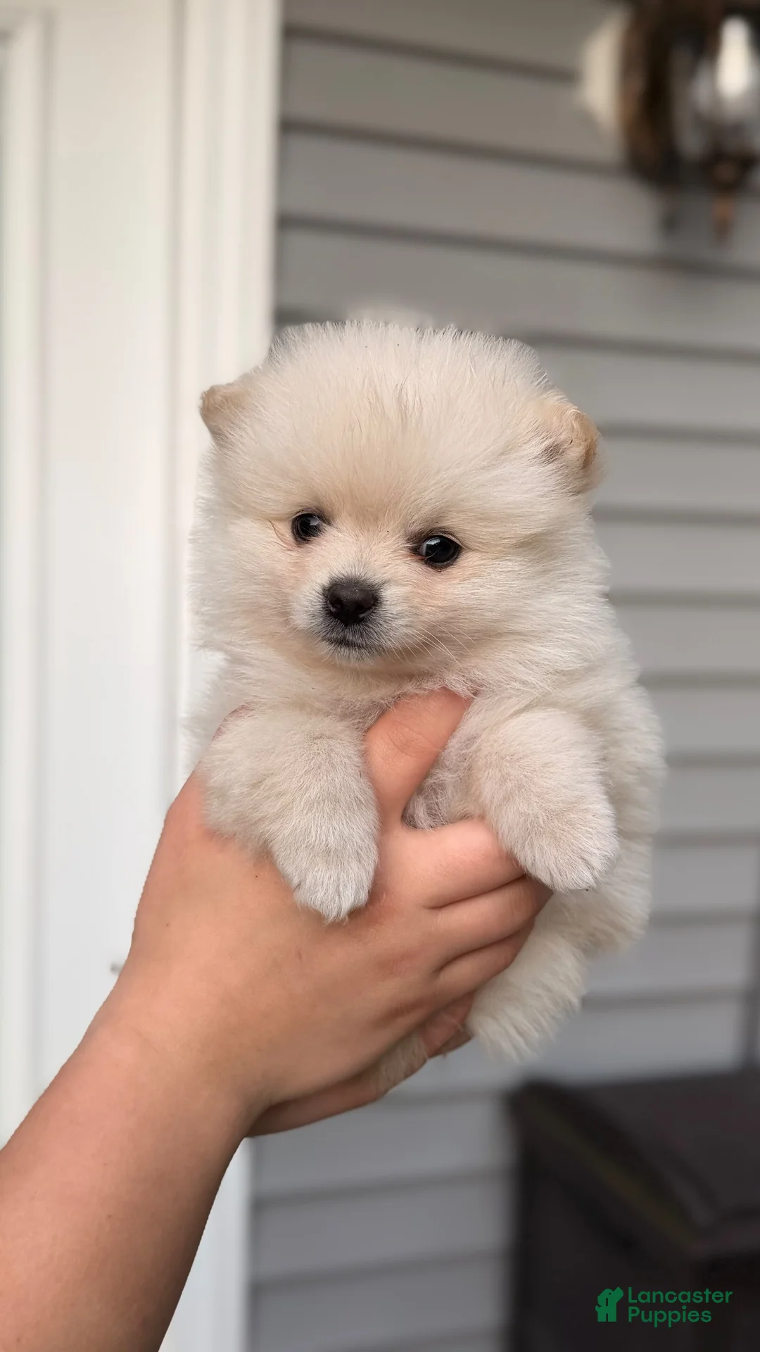 Pomeranian dogs for sale: Pomeranian 4 - Ad 1