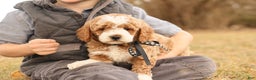 Mini Goldendoodle dogs for sale: Hunter - Ad 3