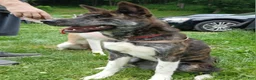 Akita dogs for sale: Astra - Ad 4