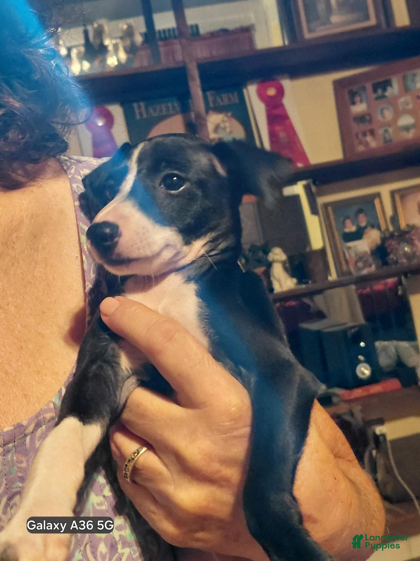 Italian Greyhound dogs Italian Greyhound 1 - Ad 2