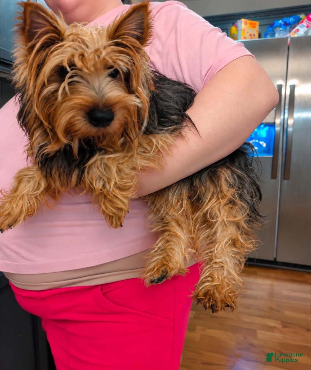 Yorkshire Terrier dogs for sale: Louis  - Ad 2