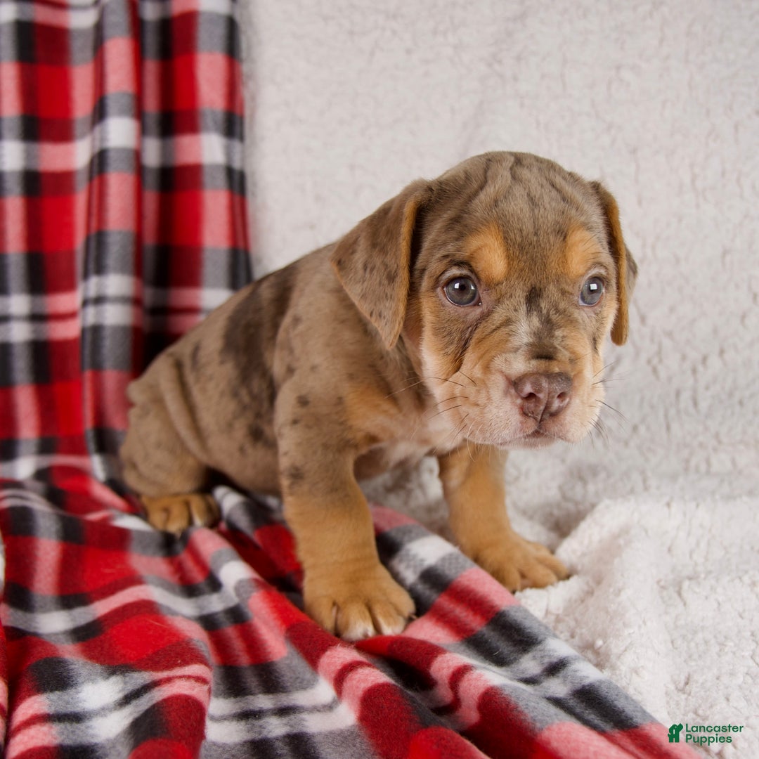Mixed Breed dogs for sale: Midnight - Ad 9