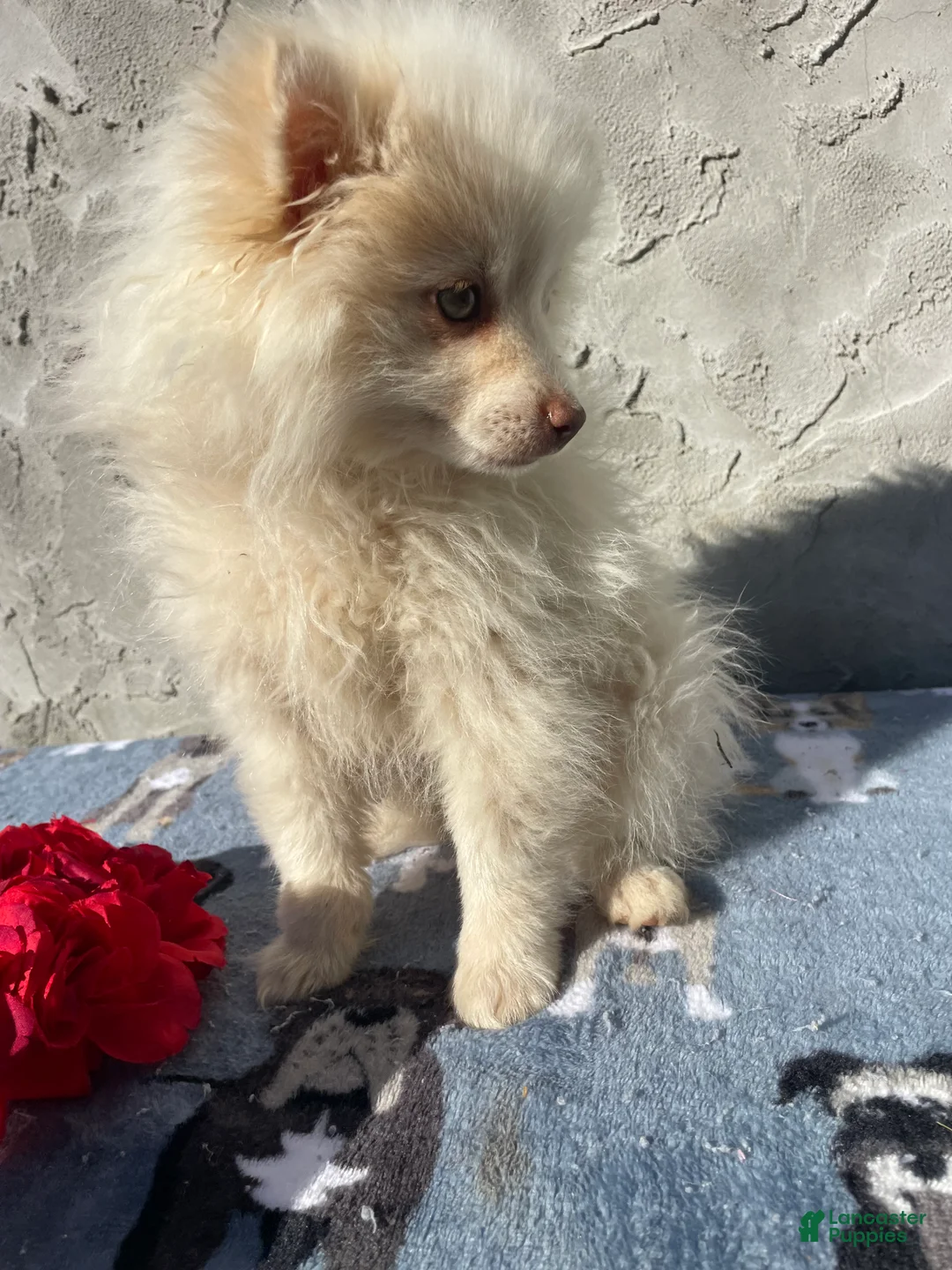 Pomeranian dogs for sale: Pomeranian Puppy 1 - Ad 2