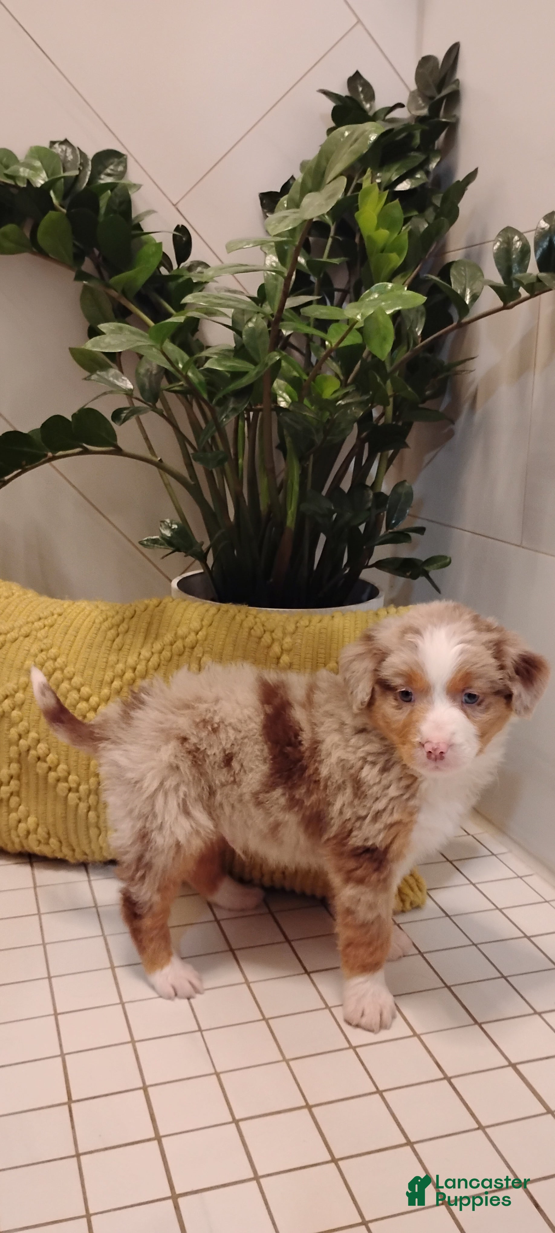 Mixed Breed dogs Sammi - Ad 2