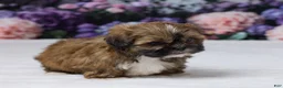Shih Tzu dogs for sale: Rita - Ad 4