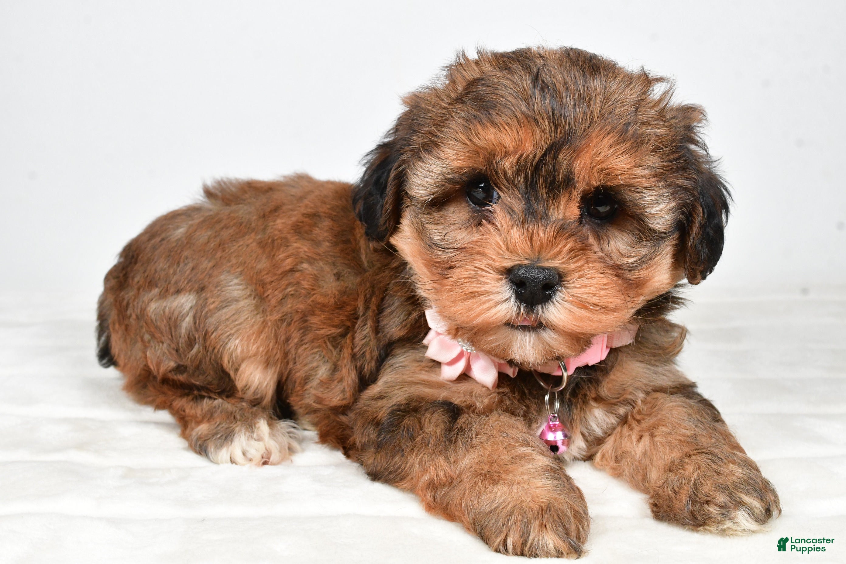 Yorkiepoo dogs Twinkle - Ad 33