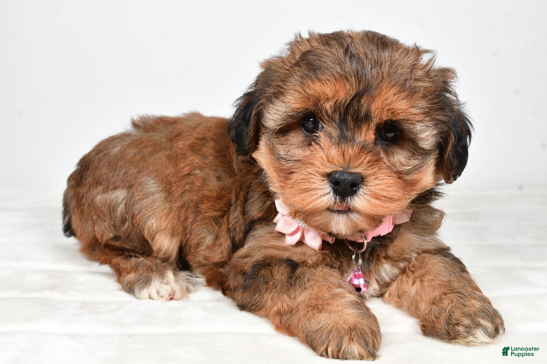 Yorkiepoo dogs for sale: Twinkle - Ad 1