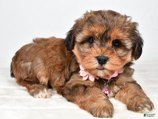 Yorkiepoo dogs Twinkle - Ad 31