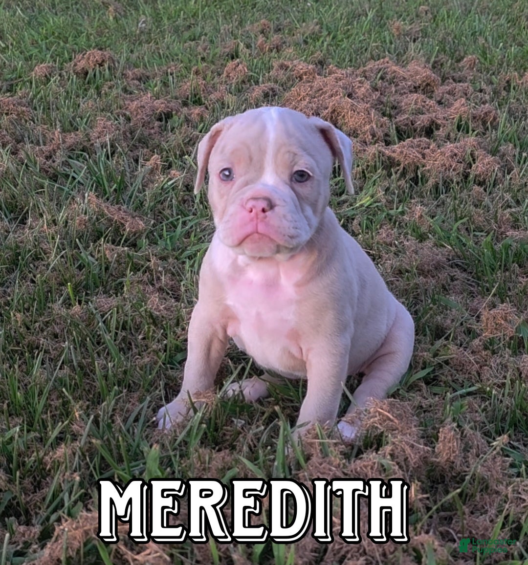 Bulldog Puppies Olde Pit Bulldogge Tyme Bulldogge French Bulldog X