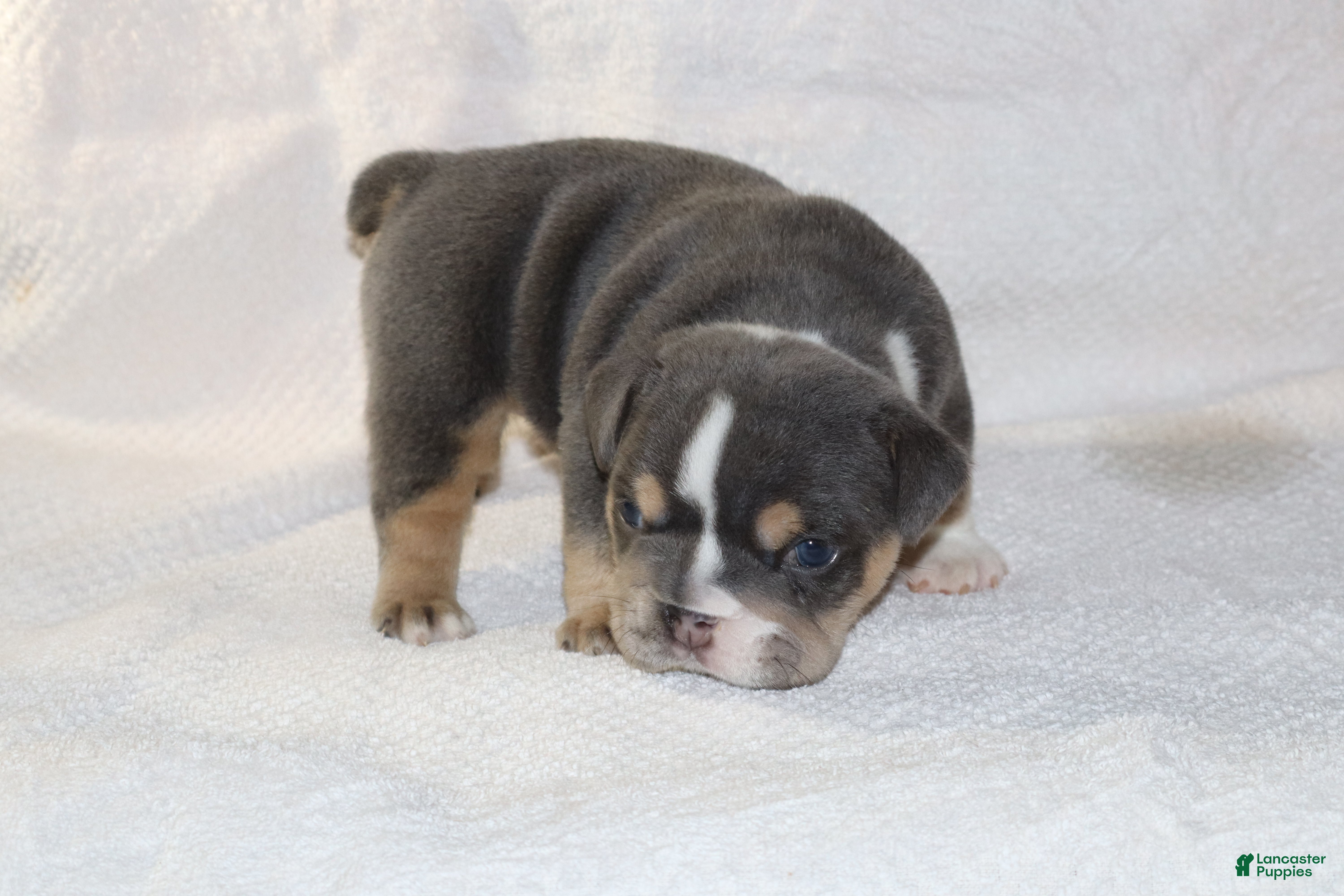 English Bulldog dogs Dominik - Ad 2