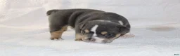 English Bulldog dogs for sale: Dominik - Ad 2