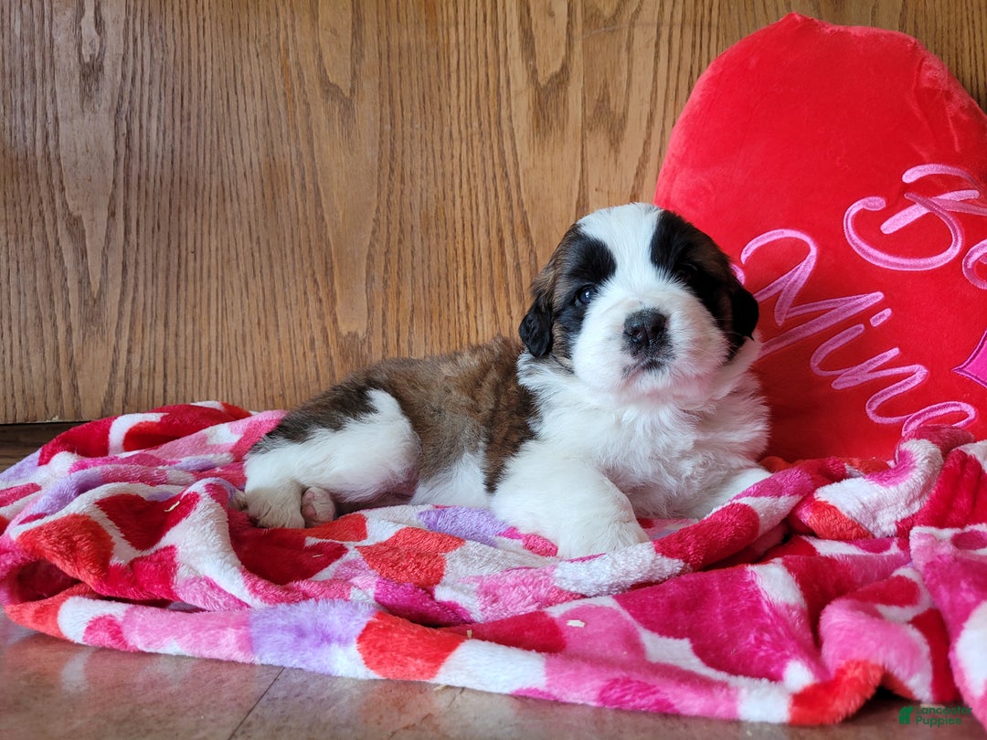 Saint Bernard dogs for sale: Luna - Ad 4
