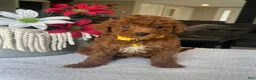 Mini Goldendoodle dogs for sale: Ruby - Ad 1