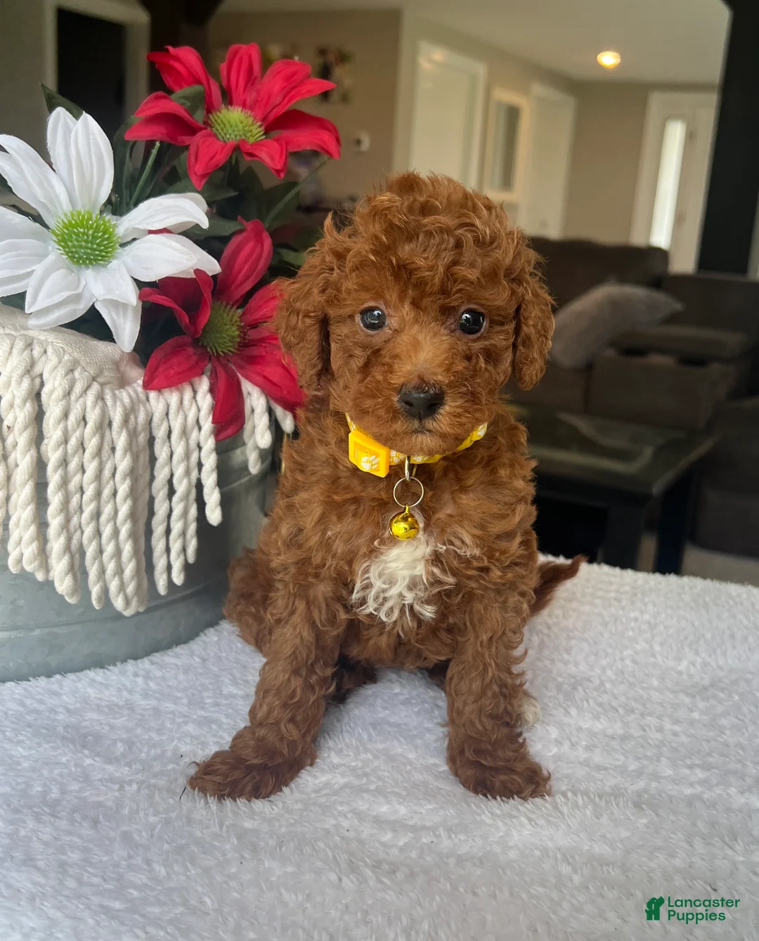 Mini Goldendoodle dogs for sale: Ruby - Ad 1