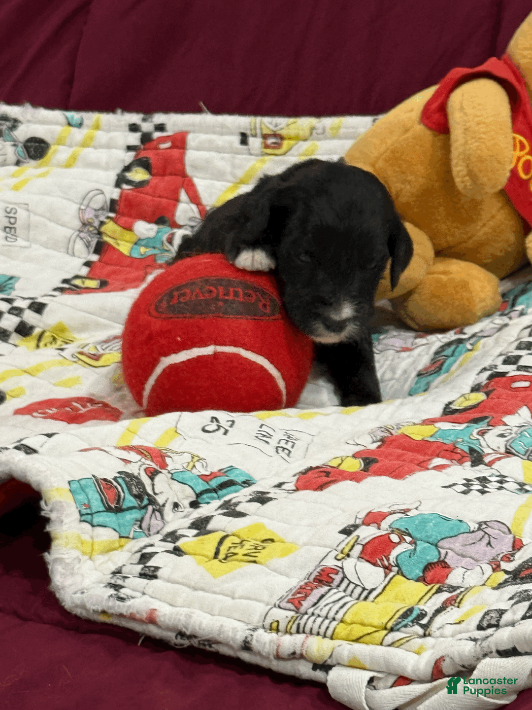 Goldendoodle dogs for sale: Yellow - Ad 1