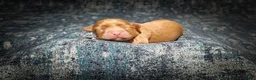Cavapoo dogs for sale: Sterling (Micro Cavapoo) - Ad 7
