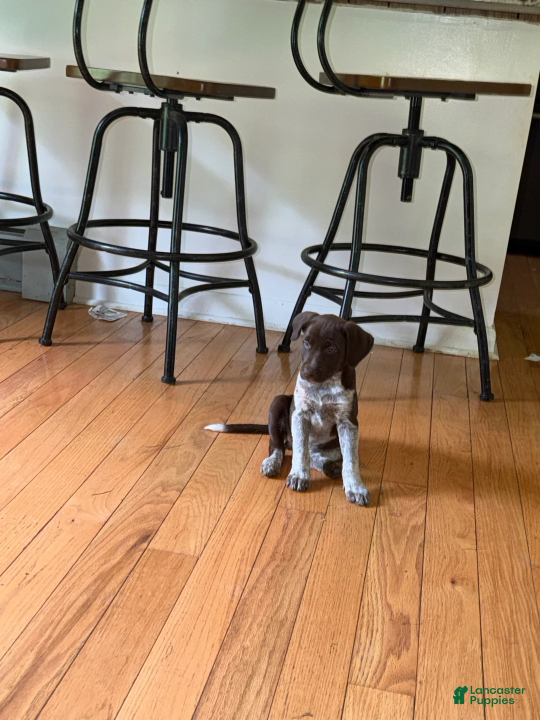 Mixed Breed dogs for sale: Mixed Breed 5 - Ad 2