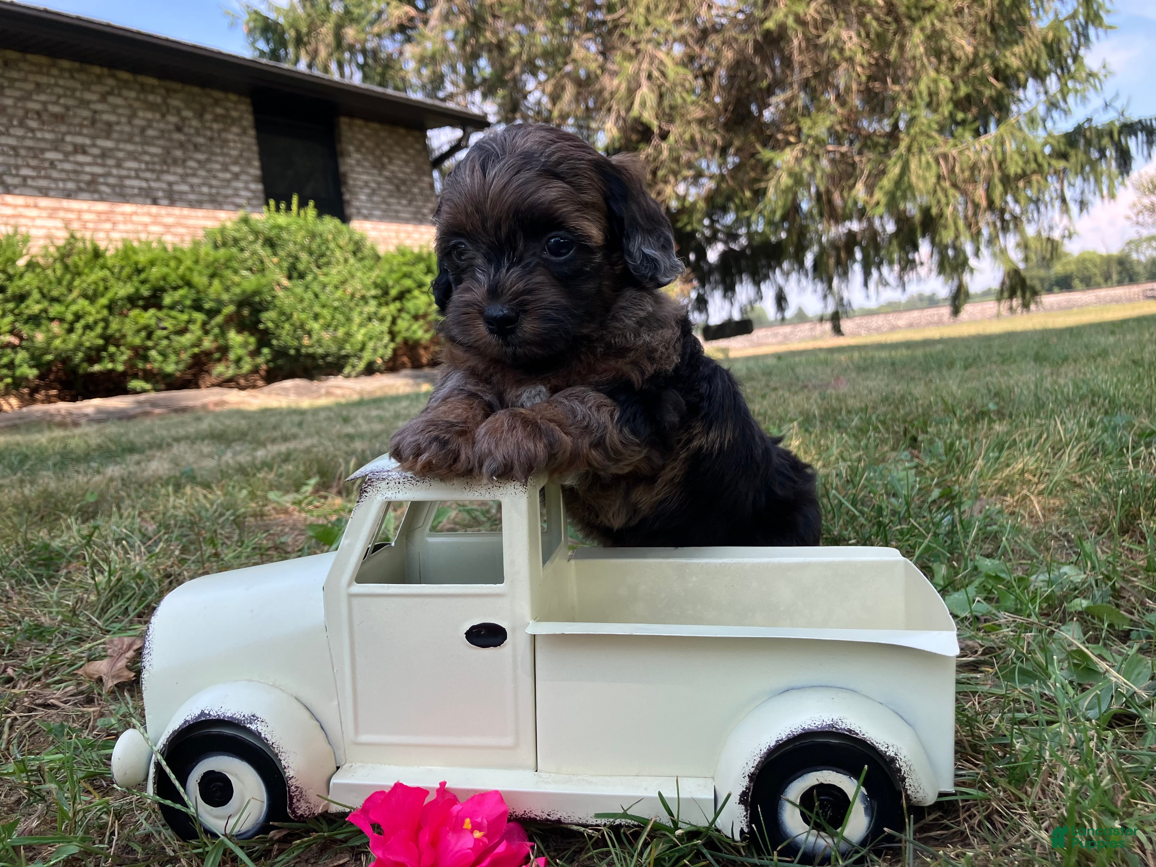 Shihpoo dogs Missy - Ad 2