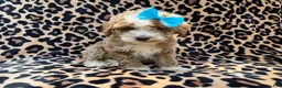 Cockapoo dogs for sale: Fancy - Ad 4