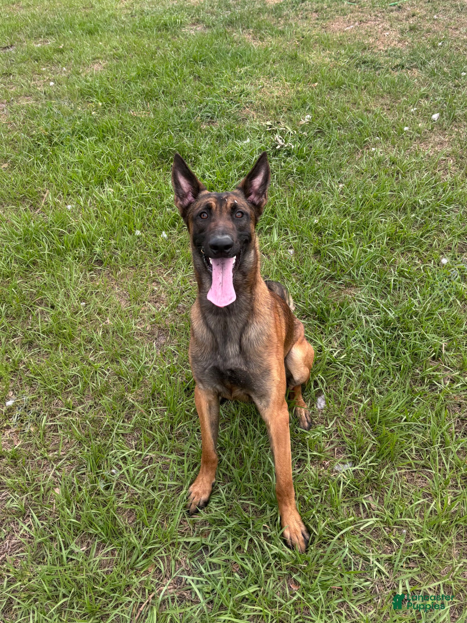 Belgian Malinois dogs for sale: Bronco - Ad 5