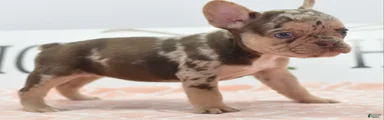 Pumpkin spice 