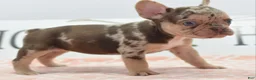 Mixed Breed dogs for sale: Pumpkin spice  - Ad 1