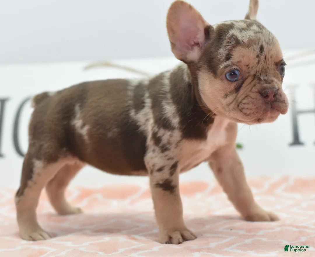 Mixed Breed dogs for sale: Pumpkin spice  - Ad 1