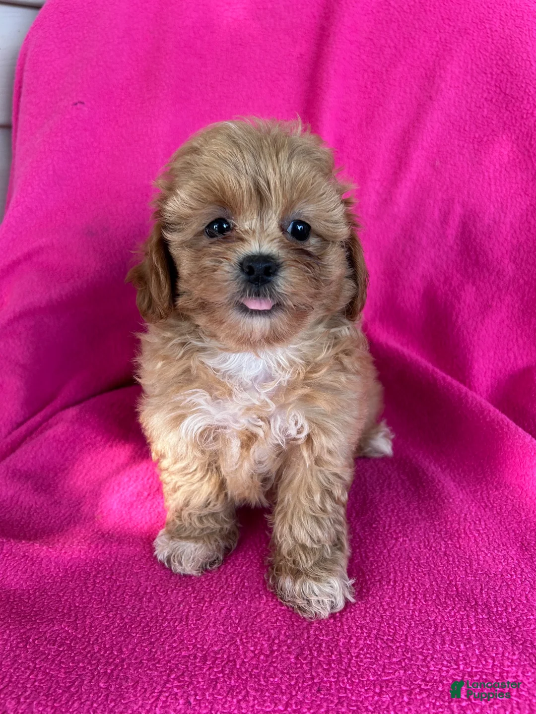 Shihpoo dogs for sale: LUCY - Ad 10