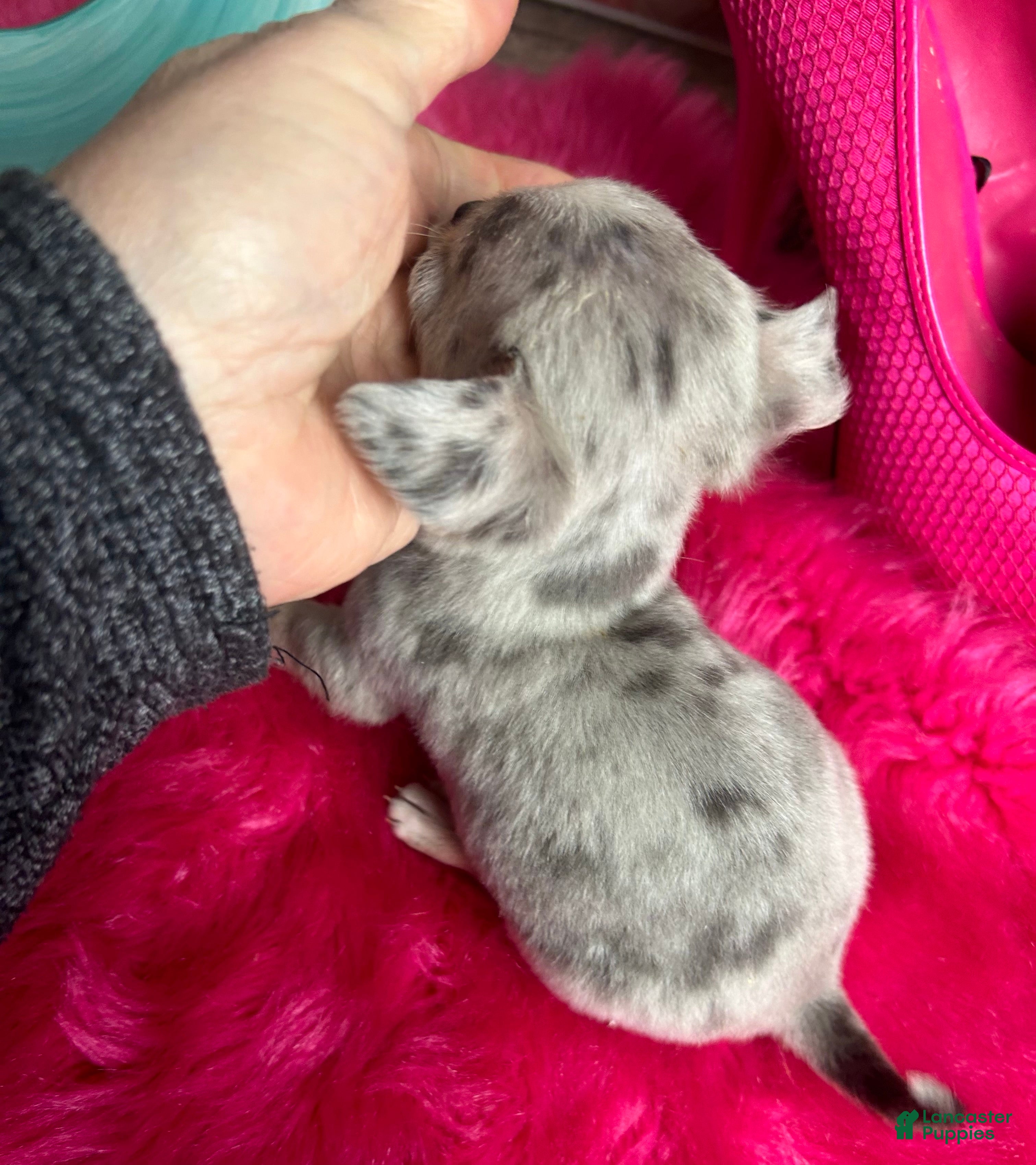 Chihuahua dogs Debs California Chis   - Ad 1