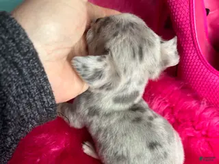 Chihuahua dogs Debs California Chis - Ad 1