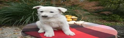 German Shepherd dogs for sale: German Shepherd 1 Snowball - Ad 3
