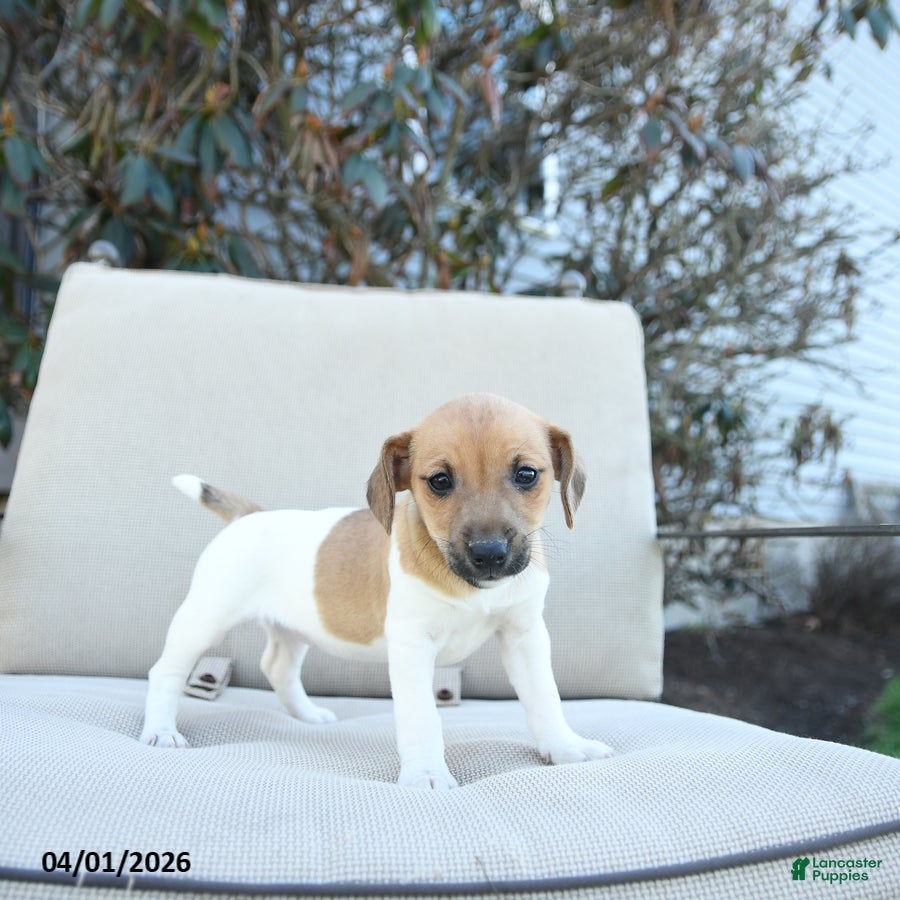 Jack Russell Terrier dogs Rhonda - Ad 1