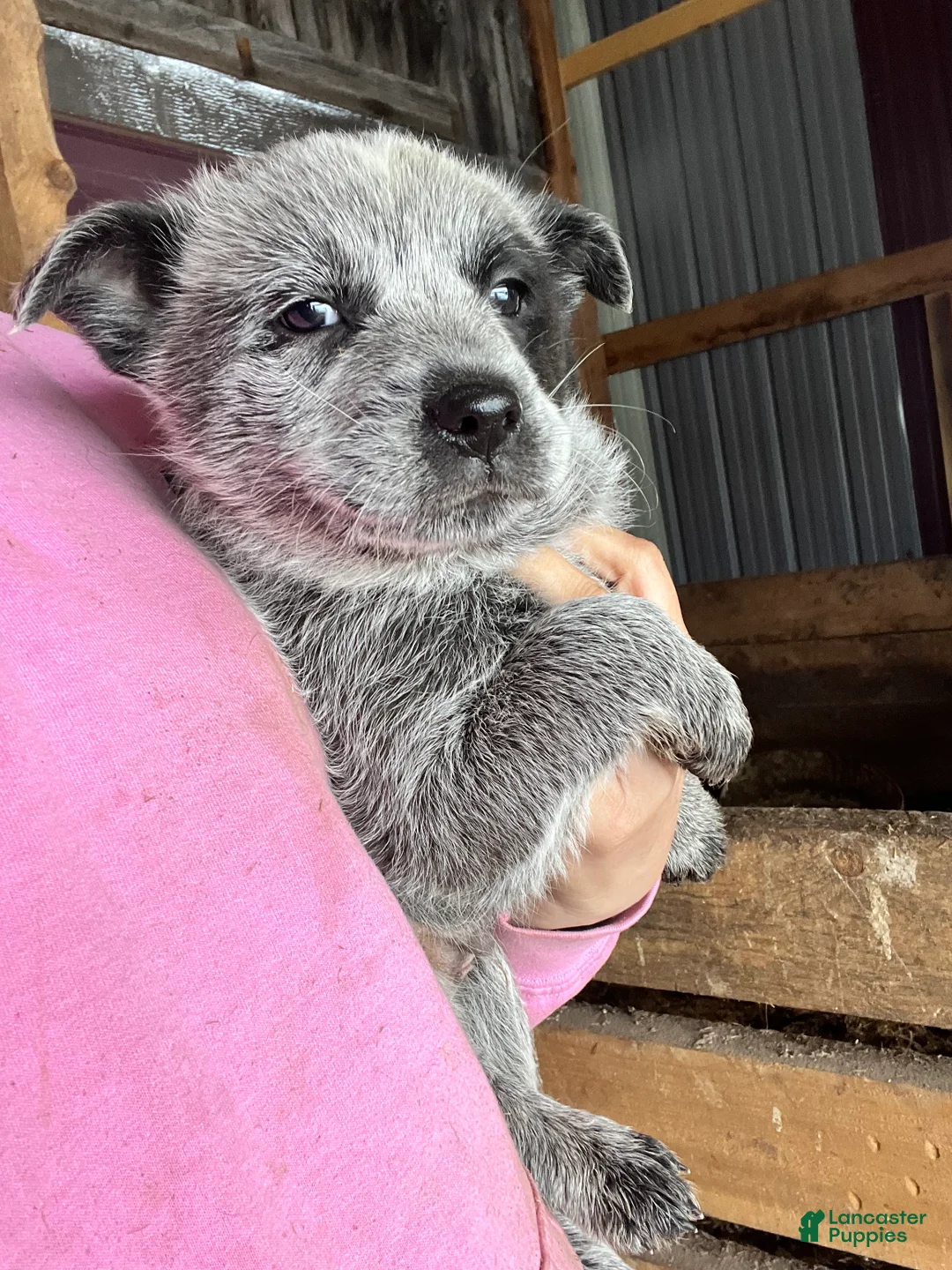 Australian Cattle Dog dogs for sale: Beefcake - Ad 2