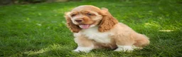 Cocker Spaniel dogs for sale: Atlas Cocker Spaniel  - Ad 7