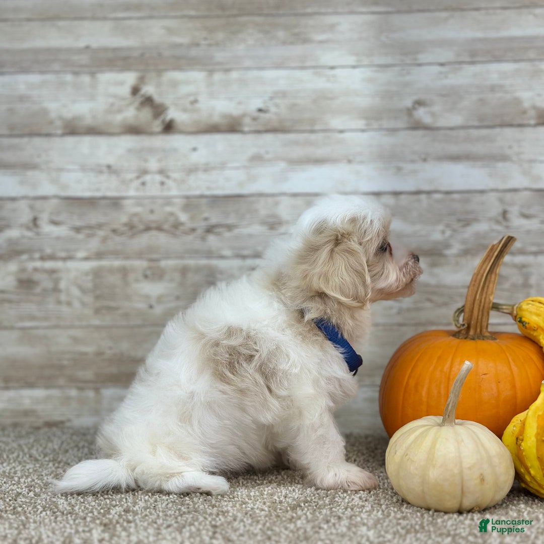 Maltipoo dogs for sale: Boy Zach - 0227 - Ad 3