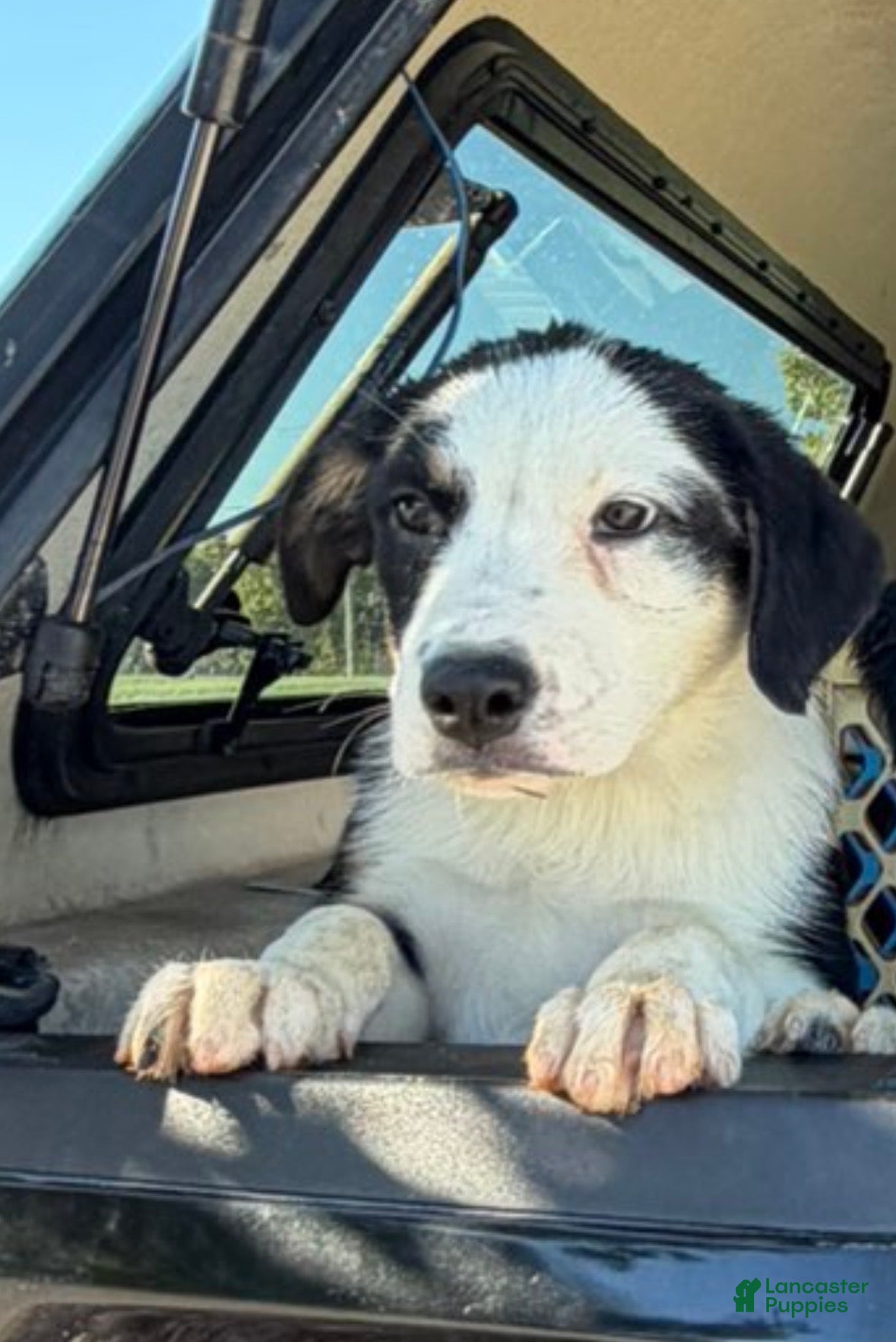 Australian Shepherd (Australian Shepherd, Female) in Wabash, IN
