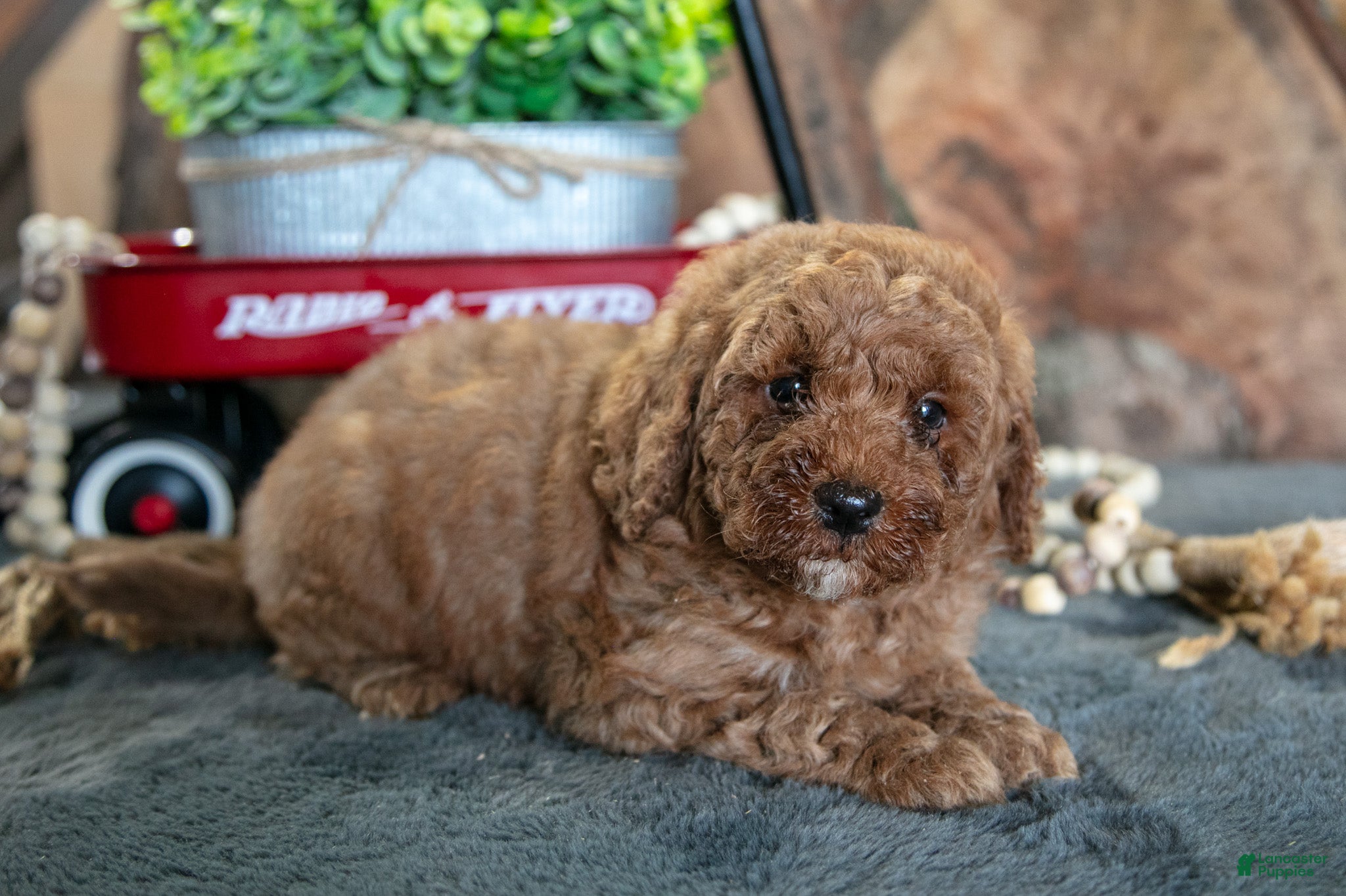Miniature Poodle dogs for sale: Archie - Ad 3