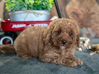 Miniature Poodle dogs for sale: Archie - Ad 3