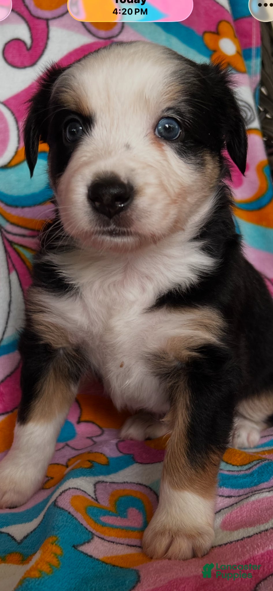 Australian Shepherd dogs Australian Shepherd Puppy 2 - Ad 2