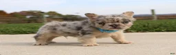 French Bulldog dogs for sale: Bruno - Ad 6