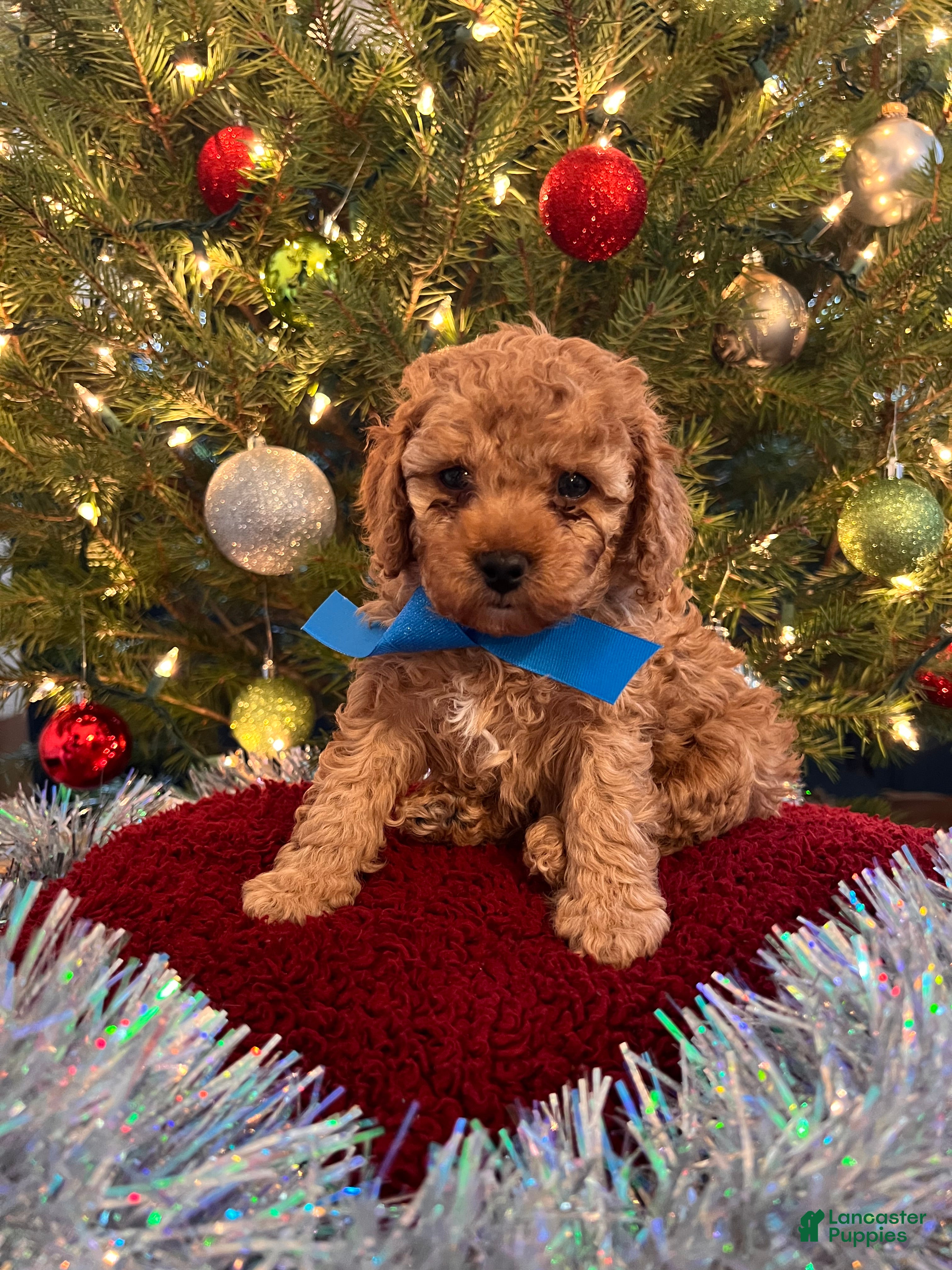 Toy Poodle dogs Leonardo - Ad 36