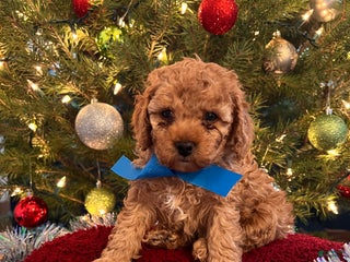 Toy Poodle dogs Leonardo - Ad 36