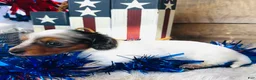Miniature Dachshund dogs for sale: Johnny Walker (Longhair) - Ad 5