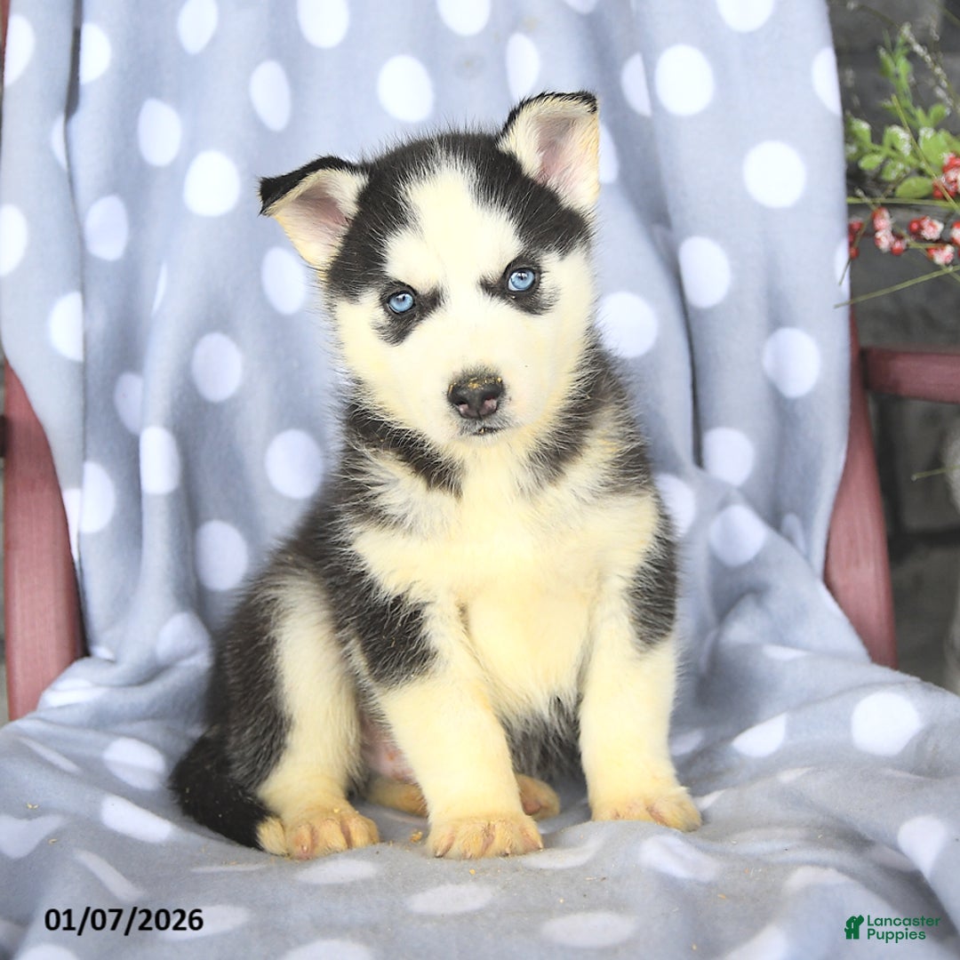 Siberian Husky dogs for sale: Baldwin - Ad 3